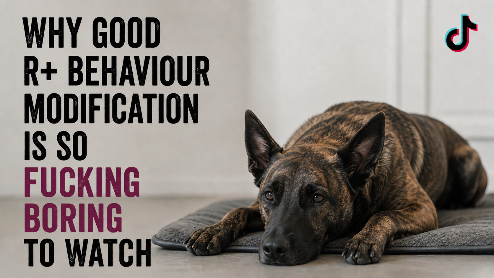 Why Good R+ Dog Training Is So Fucking Boring to Watch