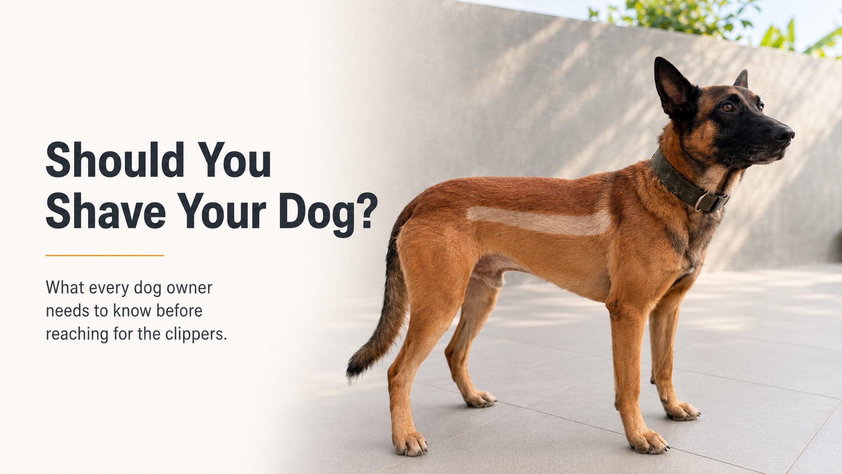 Should You Shave Your Dog in Summer?