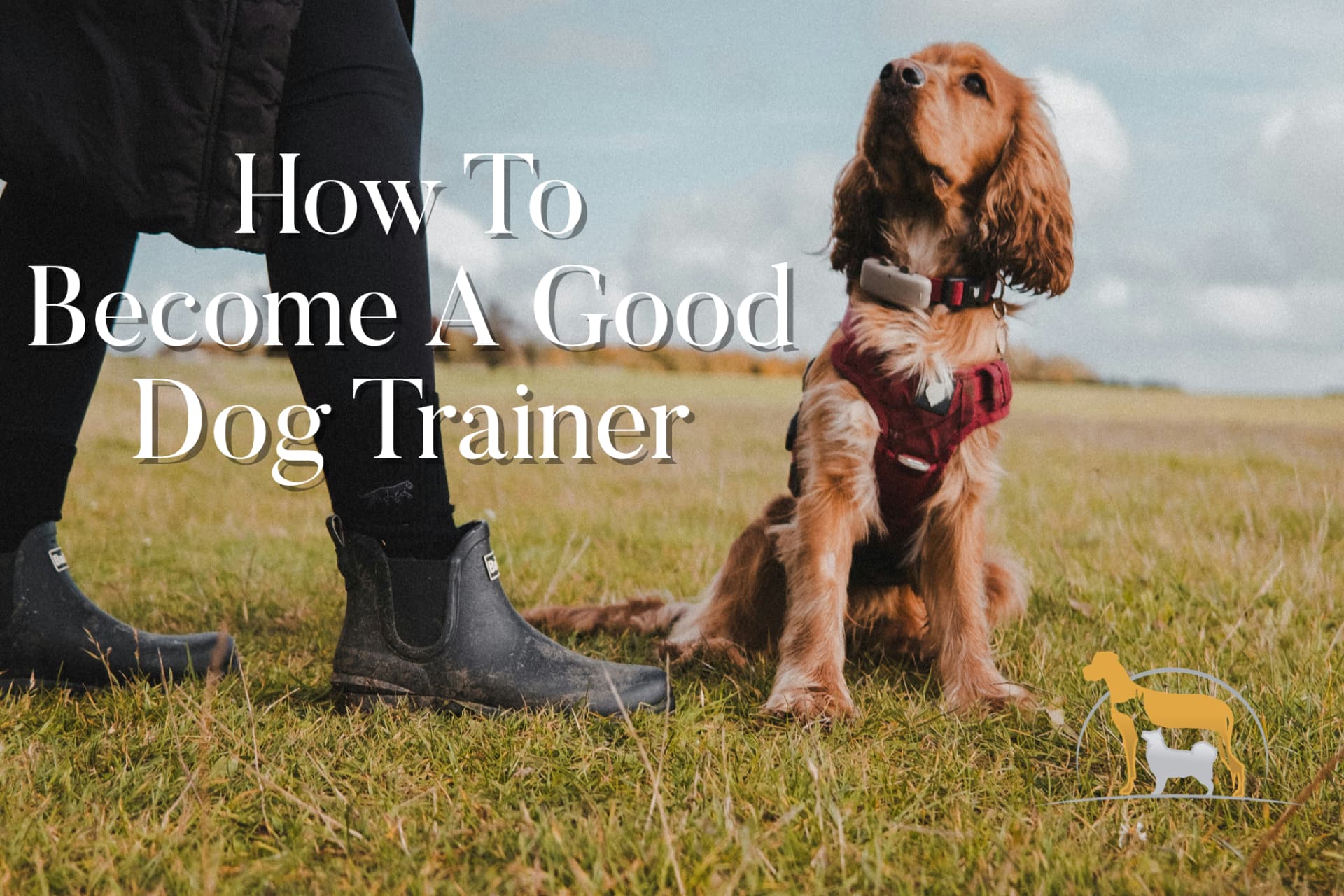 How to Become a Dog Trainer: Why There Is No Perfect Route