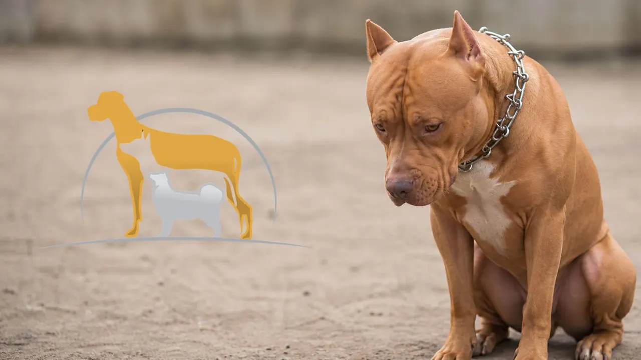 Why Suppressing Dog Behaviour Doesn't Work (And What to Do Instead)