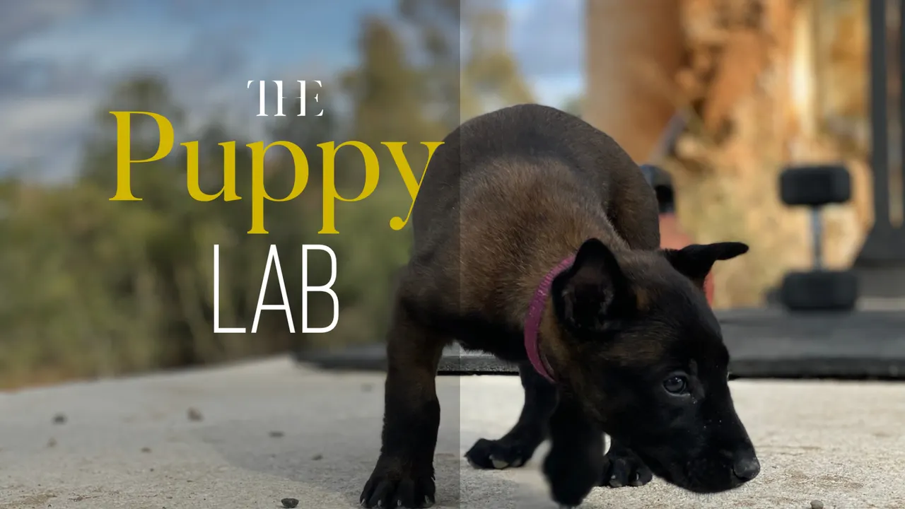 Puppy Lab