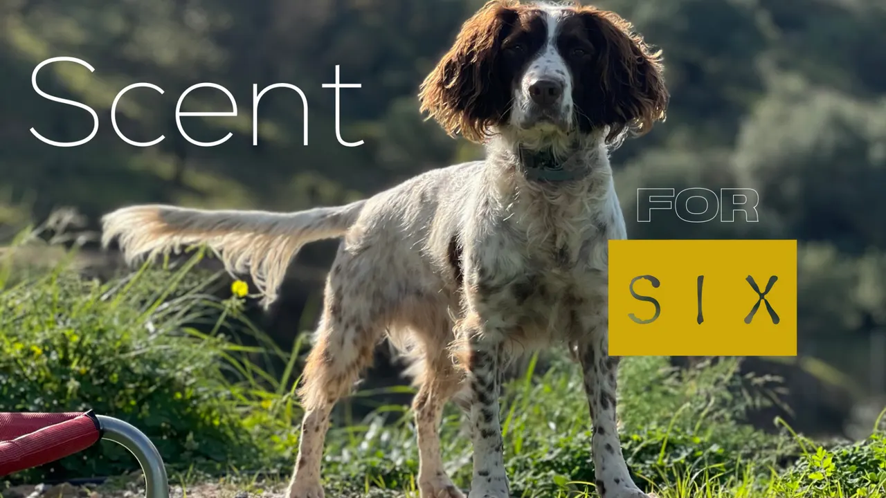 Scent for Six